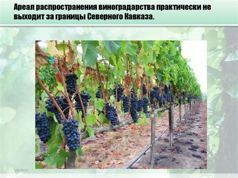 Сельское хозяйство. Растениеводство - презентация онлайн