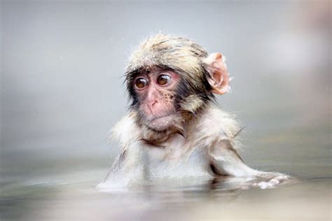 Snow Monkeys Their Hot Spring Why They Love It Snow Monkey Resorts