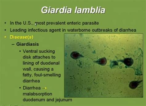 Giardia In Stool