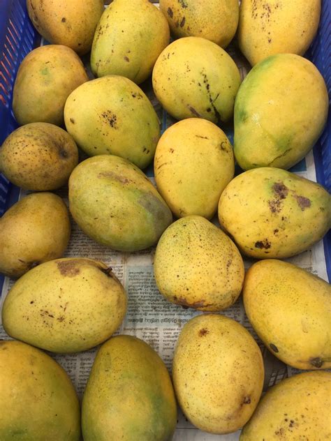 Mylapore Times Organic Banganapalle Mangoes Have Arrived At The