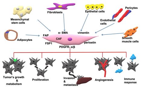 Cancers Free Full Text Cancer Associated Fibroblasts The Origin