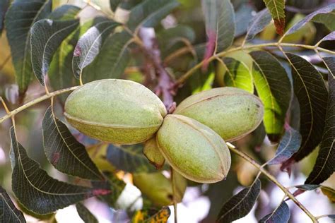 How To Grow And Care For Pecan Trees Gardeners Path