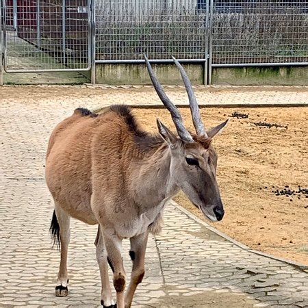 Saarbrucker Zoo (Saarbrucken) - 2020 All You Need to Know BEFORE You Go (with Photos) - Tripadvisor