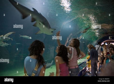 underwater tunnel, sharks, L'Oceanografic, Valencia, Spain Stock Photo ...