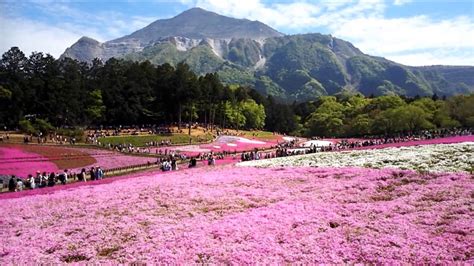 Stunning Places To See Spring Flowers In Japan