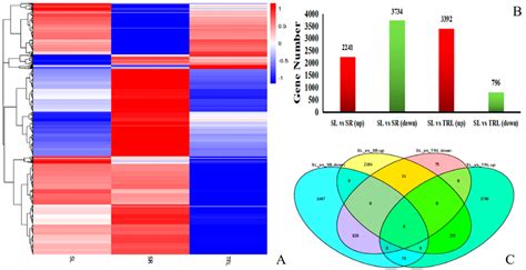 Differentially Expressed Gene Deg Hierarchical Clustering A Heat Download Scientific