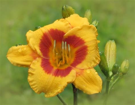 Fooled Me Daylily Photograph By Mtbobbins Photography Fine Art America