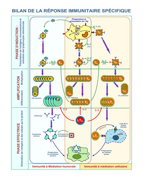 Bilan De La Réponse Immunitaire Spécifique