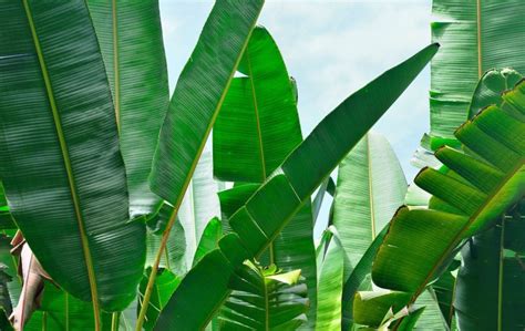 Pr Sentation De Plantes Exotiques Rustiques Pour Votre Jardin