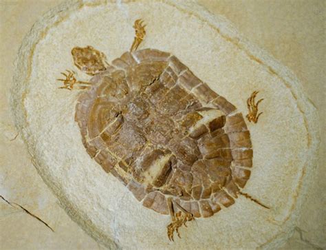 Кремниевые деревья Земли. Начало.: lsvsx — LiveJournal