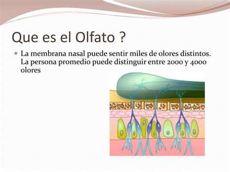 PPT Introducción al Análisis Olfativo del Café PowerPoint