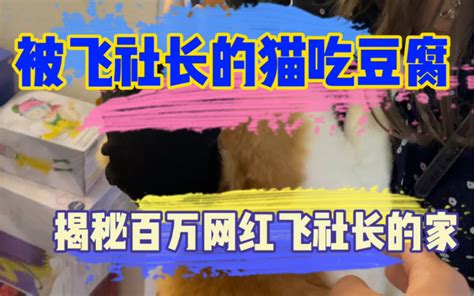 揭秘百万博主飞社长的家！我的日本女友居然被小猫咪占便宜了？ 小粥玩日本 小粥玩日本 哔哩哔哩视频