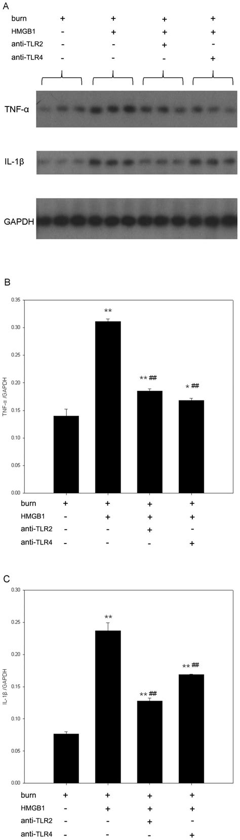 Expressions Of Tnf α And Il 1β Mrnas Were Measured By Northern Blot Download Scientific Diagram