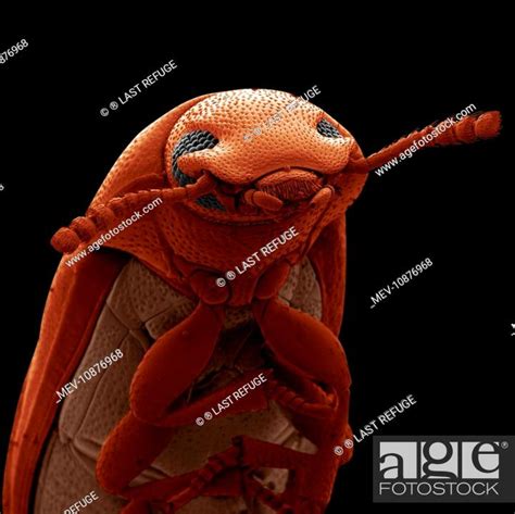 Scanning Electron Micrograph (SEM): Confused Flour Beetle (Tribolium ...