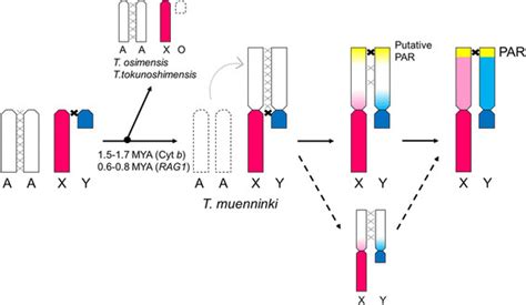 Evolution Of Neo Sex Chromosomes In The Early Stages Of Sex Chromosome