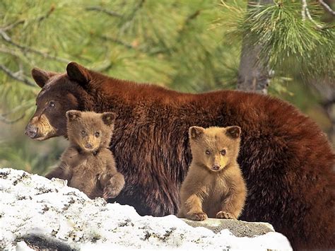 Brown Bear Cool Brown Bear Cubs Hd Wallpaper Peakpx