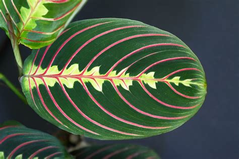 Le Plus Beau Feuillage De 13 Plantes Dintérieur Jardin De Grand Meres