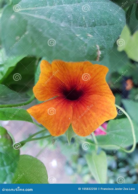 Orange Thunbergia Alata Flower Royalty-Free Stock Image | CartoonDealer