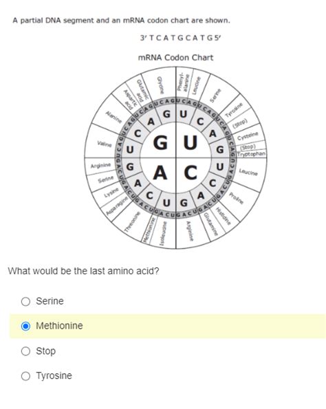 Solved A partial DNA segment and an mRNA codon chart are | Chegg.com