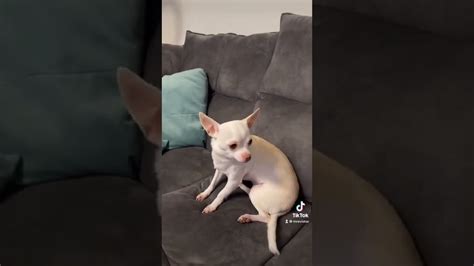 😠 Niki Queen of the Angry dogs 😈 [Niki chihuahua] #chihuahua #angry #niki #funnydog #fun - YouTube