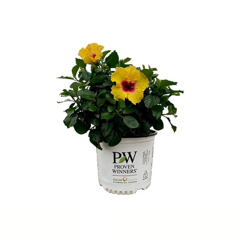 Greenleaf Nursery Rico Suave Hollywood Hibiscus - Shop Potted plants at