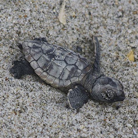 Best Places To See Sea Turtle Hatchlings