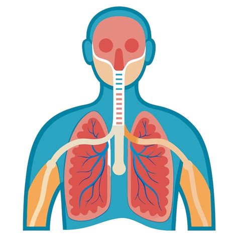 Arte Y Ilustraci N Del Vector De Clipart Del Sistema Respiratorio