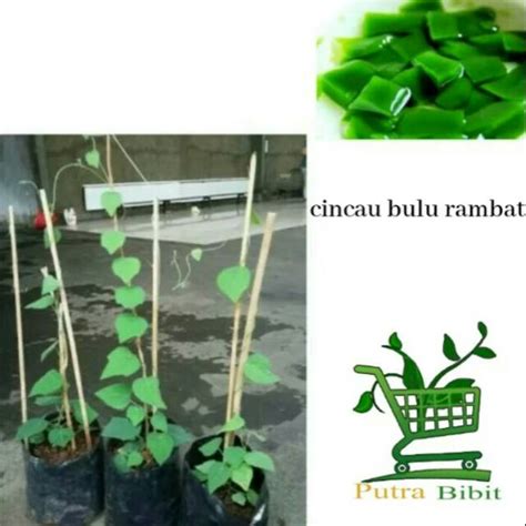 Jual Tanaman Cincau Bulu Bibit Pohon Cincau Hijau Daun Rambat