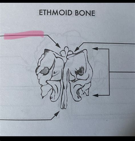 Ethmoid And Sphenoid Label Flashcards Quizlet