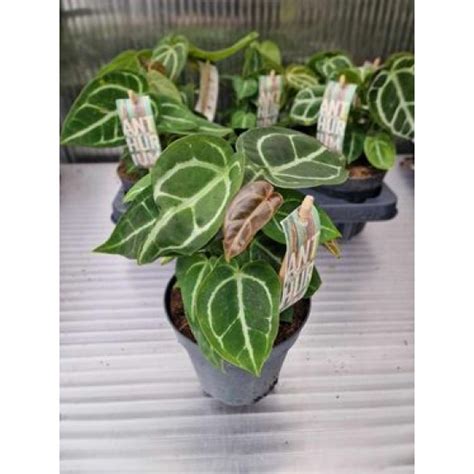 Anthurium crystallinum от Plants.bg с отлична цена