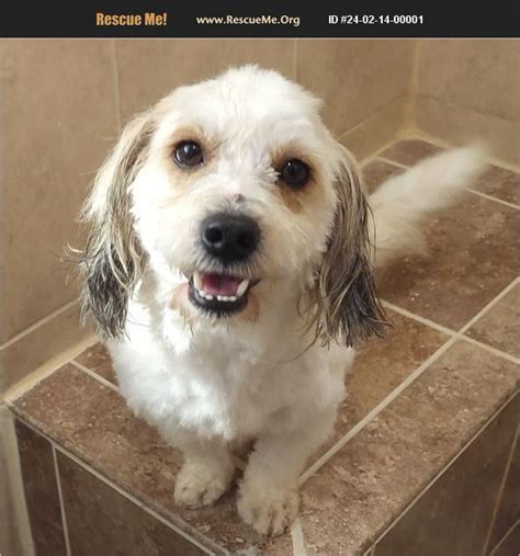 ADOPT 24021400001 Lhasa Apso Rescue Pasadena TX