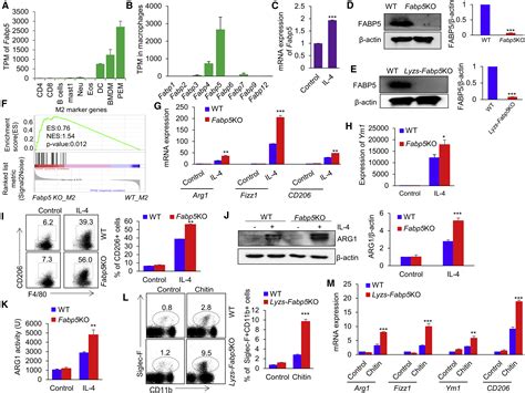 Fabp5 Controls Macrophage Alternative Activation And Allergic Asthma By