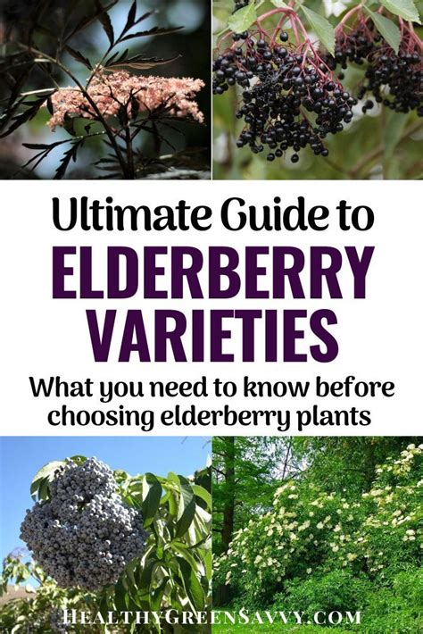 Best Elderberry Varieties For Homegrown Food And Medicine