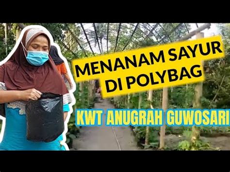 Menanam Sayuran Di Polybag Bersama Kwt Anugrah Guwosari Youtube