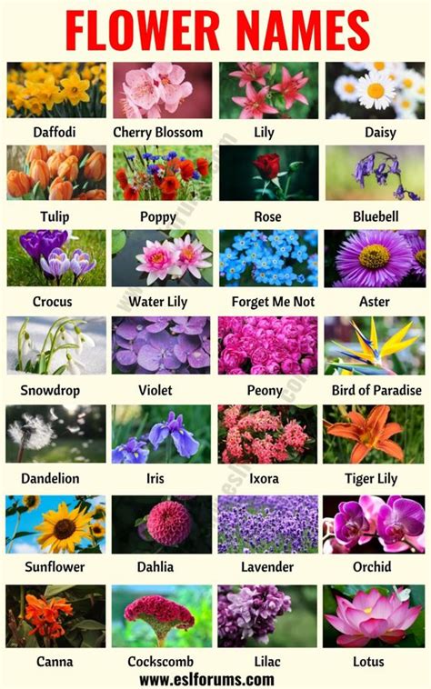 Flower Names - our library