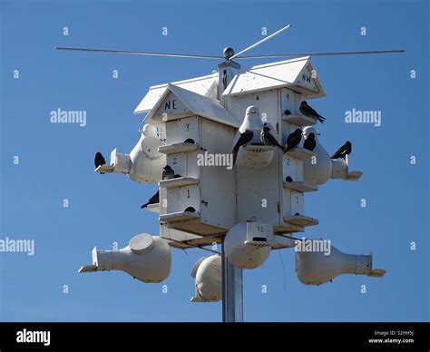 Purple Martin house Stock Photo - Alamy