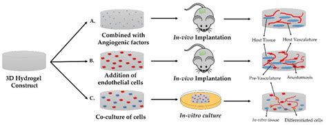 Ijms Free Full Text Engineering Hydrogels For The Development Of