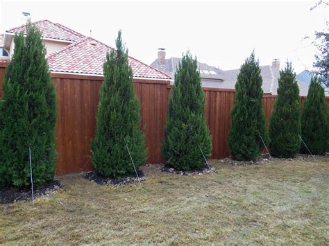 Landscaping Ideas Juniper