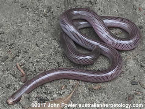 Blackish Blind Snake Anilios Nigrescens