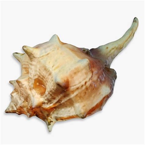 Spiky Seashell Murex Bolinus Brandaris 3d 모델 Turbosquid 1957395