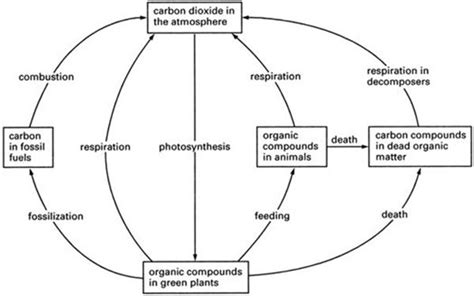 Carbon Cycle Diagram Simple