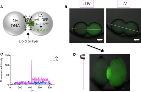 Light Activated Communication In Synthetic Tissues Science Advances