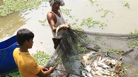 Amazing Asian Fishing Videos L Traditional Fishing By Village People