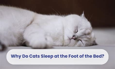 Why Do Cats Sleep At The Foot Of The Bed 5 Reasons