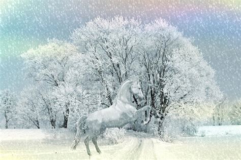 White horse in the Winter Snow Photograph by Paper Moon Fine Art