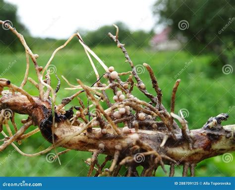 Nitrogen Fixing Bacteria On Legume Roots Close Up Stock Image Image