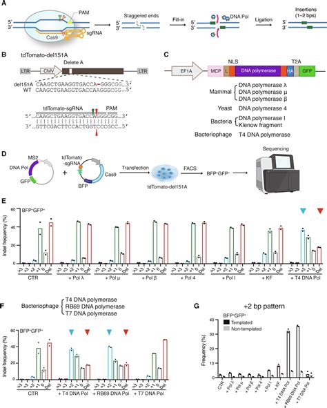 T4 DNA Polymerase Prevents Deleterious On Target DNA Damage And