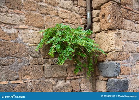 Pintoresca Planta Verde Que Crece En La Antigua Pared De Piedra Foto De