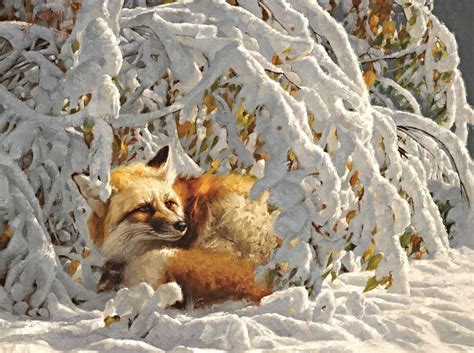 Refuge Greg Beecham Wildlife Art Fox Animals Artwork