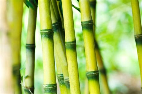 bambu tumbuh  cepat  beragam manfaat linimassaid
